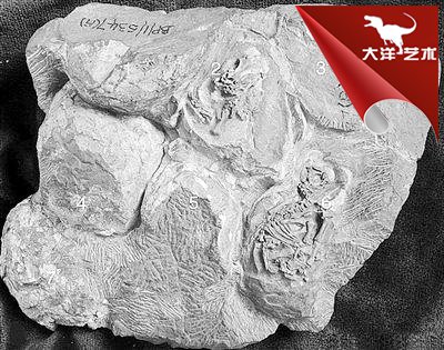 中国·yl9193永利(集团)·官方网站|Officials Website